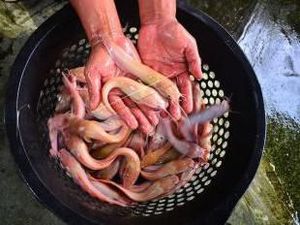 Cantik Banget! Lele Barbie, Ikan Lele dengan Kulit Berwarna Pink Cantik Banget! Lele Barbie, Ikan Lele dengan Kulit Berwarna Pink