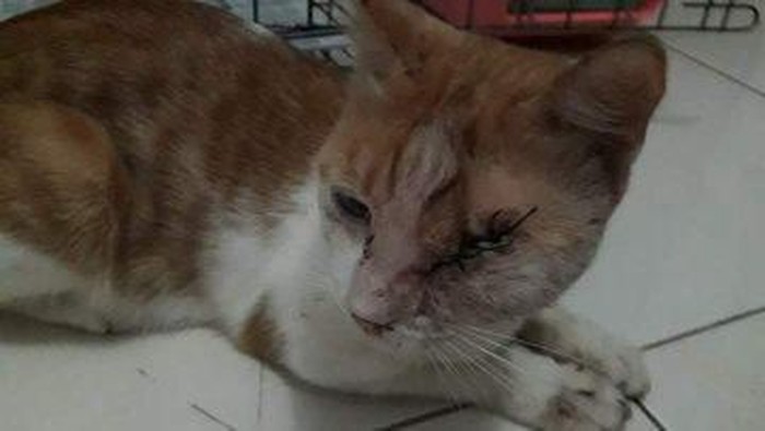 Kucing yang Ditembak Pria Cirebon