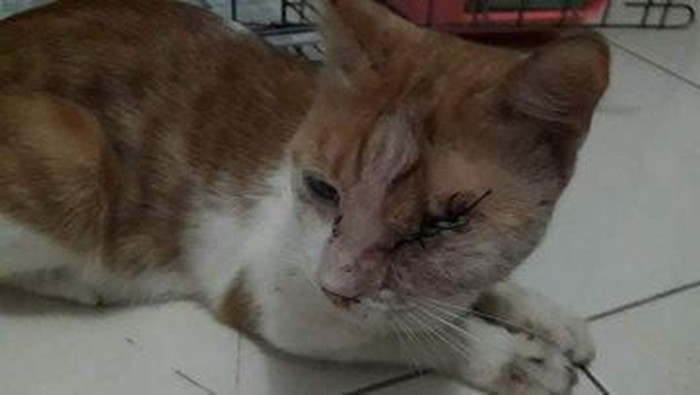 Kucing yang Ditembak Pria Cirebon Kucing yang Ditembak Pria Cirebon