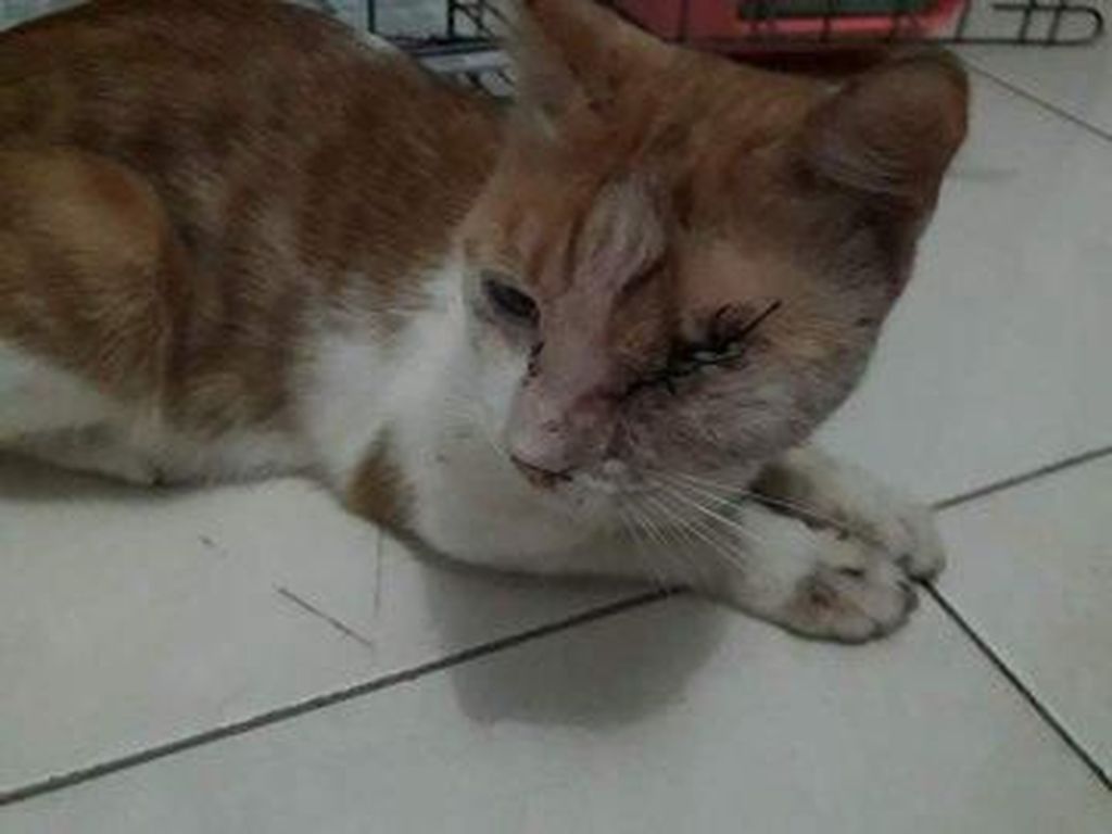 Kasus Penembakan Kucing di Cirebon Berakhir Damai