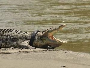 Penangkap Buaya Australia Belum Menyerah Selamatkan Bos Besar Sungai Palu