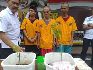 Ditangkap Tanam Ganja di Pamulang, Tersangka Ngaku untuk Konsumsi Sendiri