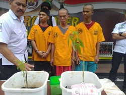 Ditangkap Tanam Ganja di Pamulang, Tersangka Ngaku untuk Konsumsi Sendiri