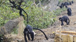 Kasihan, Habitat Lutung Jawa di Bekasi Makin Sempit