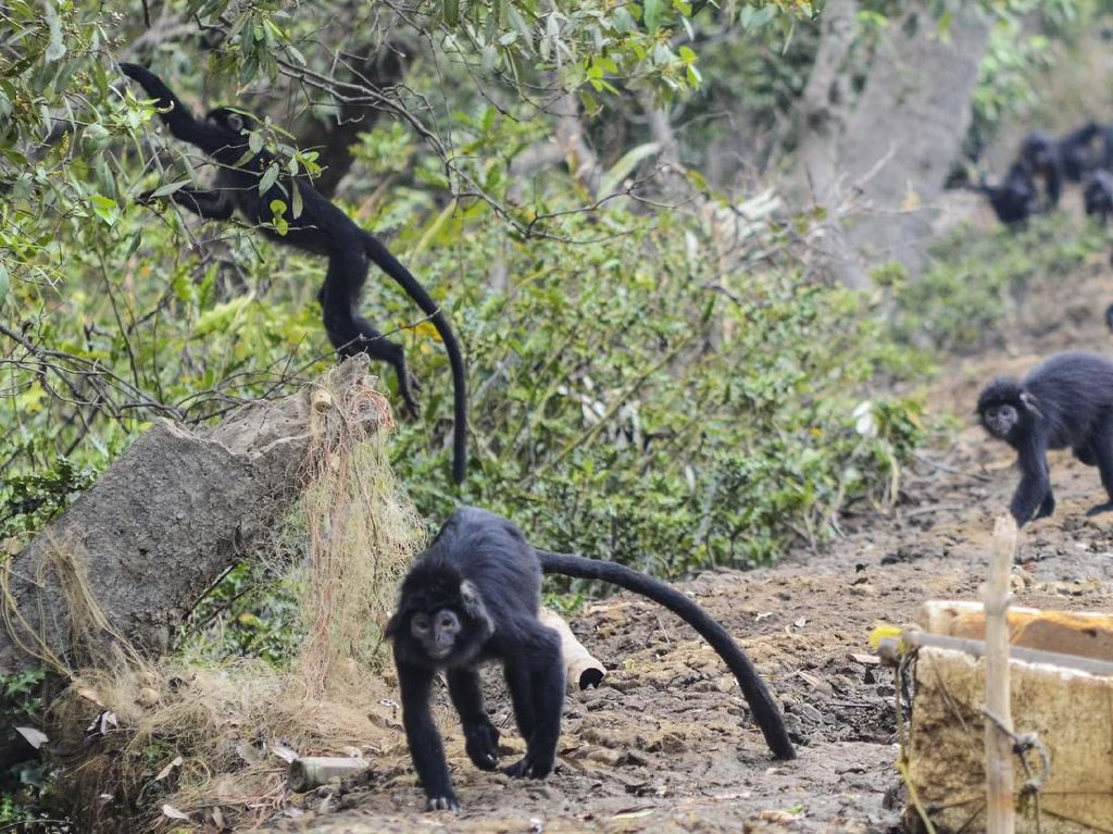 Kasihan, Habitat Lutung Jawa di Bekasi Makin Sempit Kasihan, Habitat Lutung Jawa di Bekasi Makin Sempit