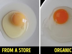 Ayam Panggang Mirip Kucing hingga Cara Mudah Cek Kualitas Makanan