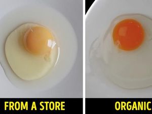 Ayam Panggang Mirip Kucing hingga Cara Mudah Cek Kualitas Makanan Ayam Panggang Mirip Kucing hingga Cara Mudah Cek Kualitas Makanan