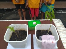 Ditangkap karena Tanam Ganja, Pria Ini Sudah 20 Kali Eksperimen
