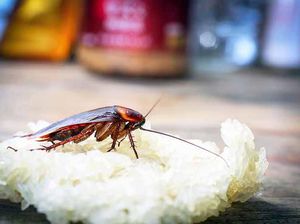 5 Tanaman Ini Bisa Usir Kecoa dari Rumah 5 Tanaman Ini Bisa Usir Kecoa dari Rumah