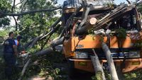 Duh, Truk Ini Jadi Korban Pohon Tumbang di Lampung