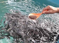 KKP Genjot Budidaya Kakap Putih di Batam