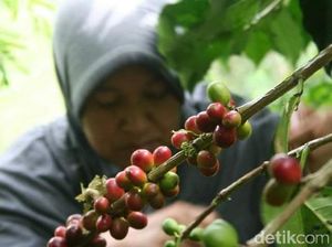Pesona Gayo, Kota Kopi Indonesia