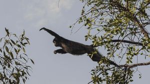 Nasib Kawasan Konservasi Lutung Jawa di Muaragembong