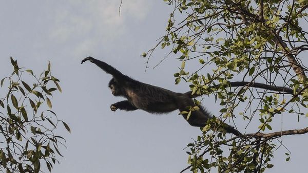 Nasib Kawasan Konservasi Lutung Jawa di Muaragembong