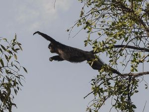 Nasib Kawasan Konservasi Lutung Jawa di Muaragembong