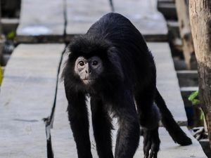 Teror Lutung Jawa yang Bikin Resah Warga Cisaat Sukabumi