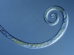 Cacing yang Membeku dari 40 Ribu Tahun Lalu, Hidup Lagi!