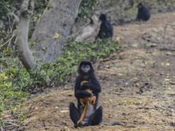 Nasib Lutung Jawa di Muaragembong: Kurang Makan, Diincar Pemburu