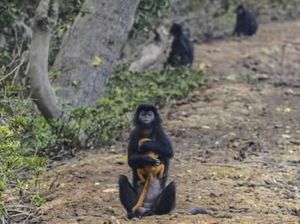 Nasib Lutung Jawa di Muaragembong: Kurang Makan, Diincar Pemburu Nasib Lutung Jawa di Muaragembong: Kurang Makan, Diincar Pemburu