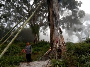 Heboh Pohon Tua di Makam Pemalang yang Tetiba Terkobar Api Heboh Pohon Tua di Makam Pemalang yang Tetiba Terkobar Api