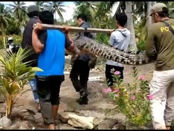 Meresahkan, Buaya 4 Meter di Mamuju Tengah Kembali Ditangkap Warga