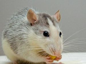 Terekam Kamera! 5 Aksi Menjijikkan Tikus Mencuri Makanan
