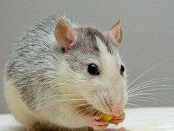 Terekam Kamera! 5 Aksi Menjijikkan Tikus Mencuri Makanan