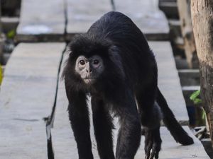 Populasi Lutung Jawa di Lereng Arjuno Anjlok Tinggal 9 Kelompok