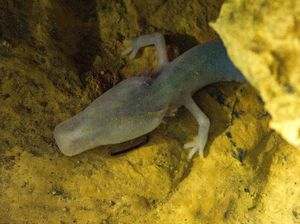 Hebat, Hewan Ini Tak Bergerak Selama 7 Tahun