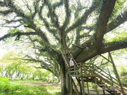 Cantiknya! De Djawatan Mirip Hutan di Negeri Dongeng