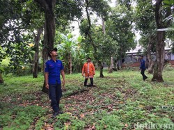 Seekor Kera Besar Teror Warga Kota Mojokerto dalam Sebulan