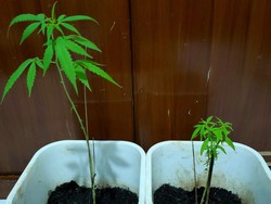 Tanam Ganja di Rumah, Seorang Pria di Pamulang Ditangkap Polisi