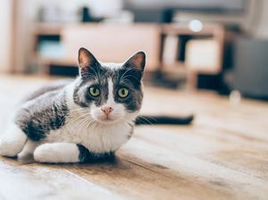 Fakta di Balik Video Viral 3 Perempuan Injak Kucing Sampai Mati Fakta di Balik Video Viral 3 Perempuan Injak Kucing Sampai Mati