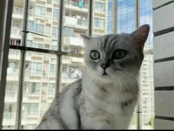 RubyEJ, Chef Kucing yang Jago Masak Ikan Sampai Ceker Ayam