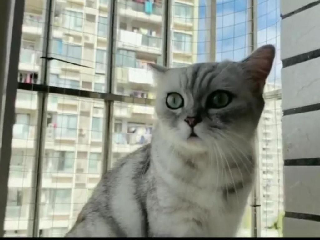 RubyEJ, Chef Kucing yang Jago Masak Ikan Sampai Ceker Ayam RubyEJ, Chef Kucing yang Jago Masak Ikan Sampai Ceker Ayam