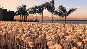 Wouw! Kafe Cantik Ini Dikelilingi 10 Ribu Mawar Putih yang Instagrammable