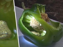 Mau Masak Sayur, Pasangan Ini Malah Temukan Katak di Dalam Paprika