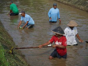 Aliran Air Selokan Mataram Dimatikan, 544 Hektare Sawah Sleman Kekeringan Aliran Air Selokan Mataram Dimatikan, 544 Hektare Sawah Sleman Kekeringan