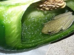 Katak Papua Hidup di Ketinggian 3.000 Mdpl