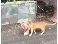 Kocaknya Aksi Kucing Oren Saat Jalan Santai Usai Jajan Cilok
