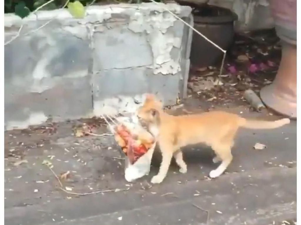 Kocaknya Aksi Kucing Oren Saat Jalan Santai Usai Jajan Cilok Kocaknya Aksi Kucing Oren Saat Jalan Santai Usai Jajan Cilok