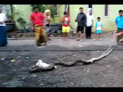 Warga Cilegon Temukan Ular Sanca 6 Meter