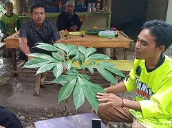 Seluk-beluk Tanaman Porang: Manfaat, Harga, dan Budidaya