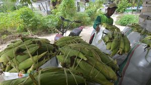 Musim Panen Jagung yang Melimpah di Sigi