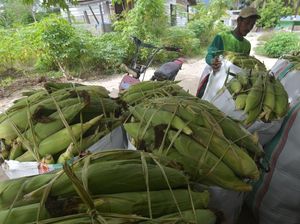 Musim Panen Jagung yang Melimpah di Sigi