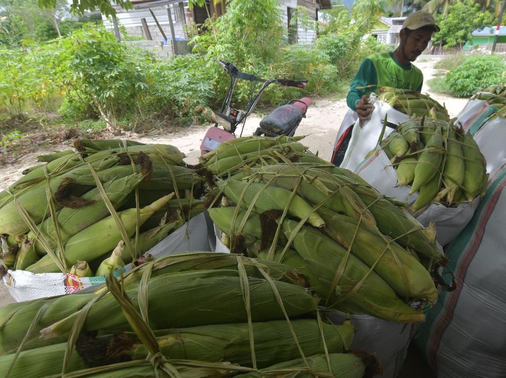 Musim Panen Jagung yang Melimpah di Sigi Musim Panen Jagung yang Melimpah di Sigi