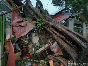 Hujan Disertai Angin Kencang Tumbangkan 12 Pohon di Surabaya
