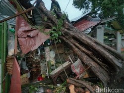 Hujan Disertai Angin Kencang Tumbangkan 12 Pohon di Surabaya