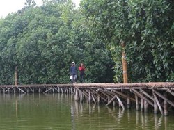 Mau Trekking di Mangrove Grand Maerokoco Semarang, Masuk Pak Eko!