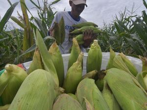Kementan Sebut Kelangkaan Jagung Dipicu Distribusi Tak Merata
